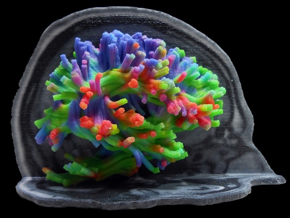 brain-muticolor-3d-print
