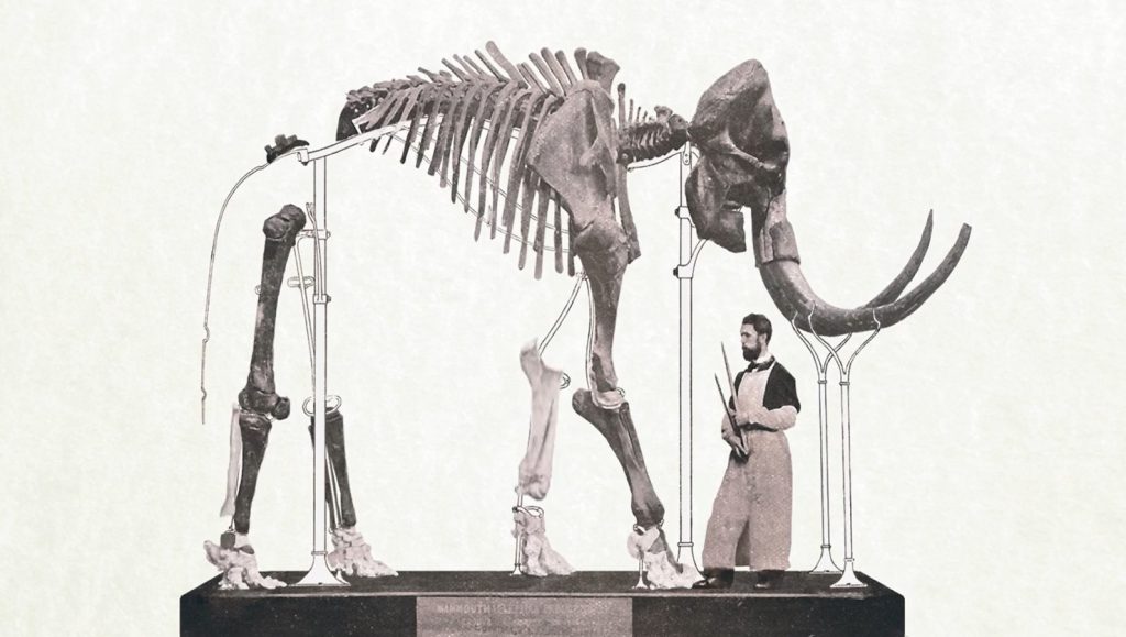 The original mounting structure for the mammoth skeleton from 1868 | © Museum voor Natuurwetenschappen