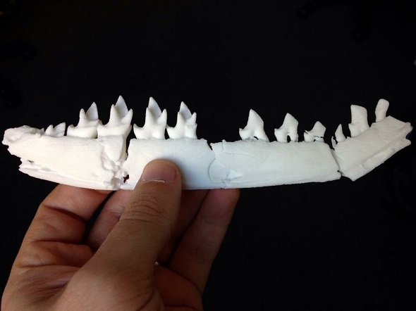 3D Printing Fossils: Researcher Prints and Shares Fossils from Jurassic Epoch