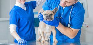 A dog being examined by veterinary surgeons