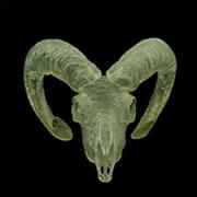 Ram skull based on CT scan by Scott Camazine