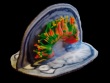 Brain white matter pathways