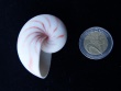 Nautilus Pompilius