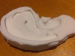 Human Ear