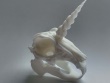 Almiraj Skull