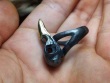 CROW SKULL ring size 7.5 (17.7mm)