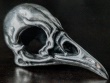 Starling Skull