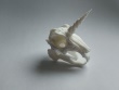 Almiraj Skull