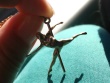 Pole dance charm ballerina