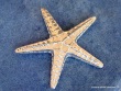 Starfish Pendant with Feet