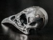 Starling Skull