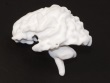 White matter model of the human brain