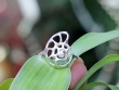 Silver Nautilus Ring - Silver Shell Jewellery - Size US 7
