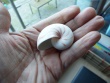 Nautilus Pompilius