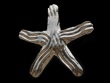 Groovy Starfish Earrings