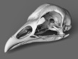 Chicken Skull HighRes