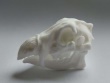 Griffin  Gryphon Skull