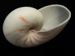 Nautilus Pompilius
